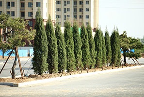 曙光道道路景觀綠化工程